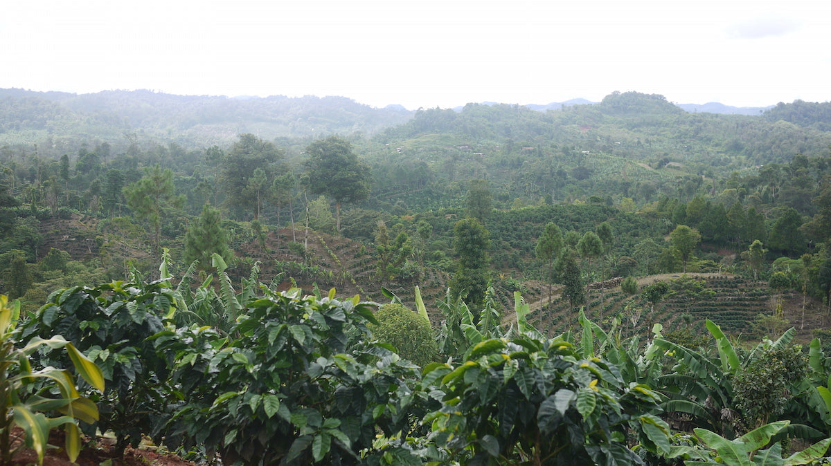 Nicaragua - Finca San Jose de las Nubes - Maragogipe